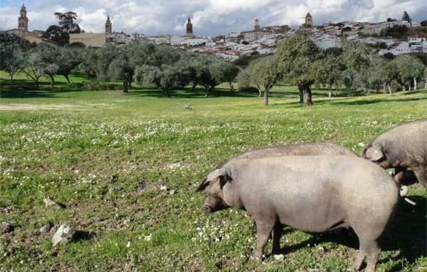 ヘレス・デ・ロス・カバジェロスBuhardilla Rustica Mirando A Santa Catalinaアパートメント エクステリア 写真